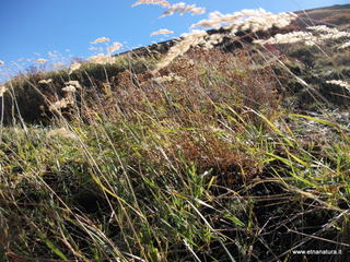 rrente Quarantore-01-11-2012 11-03-27